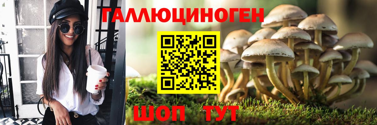 Рославль  Псилоцибиновые грибы Psilocybe  Вход с VPN 